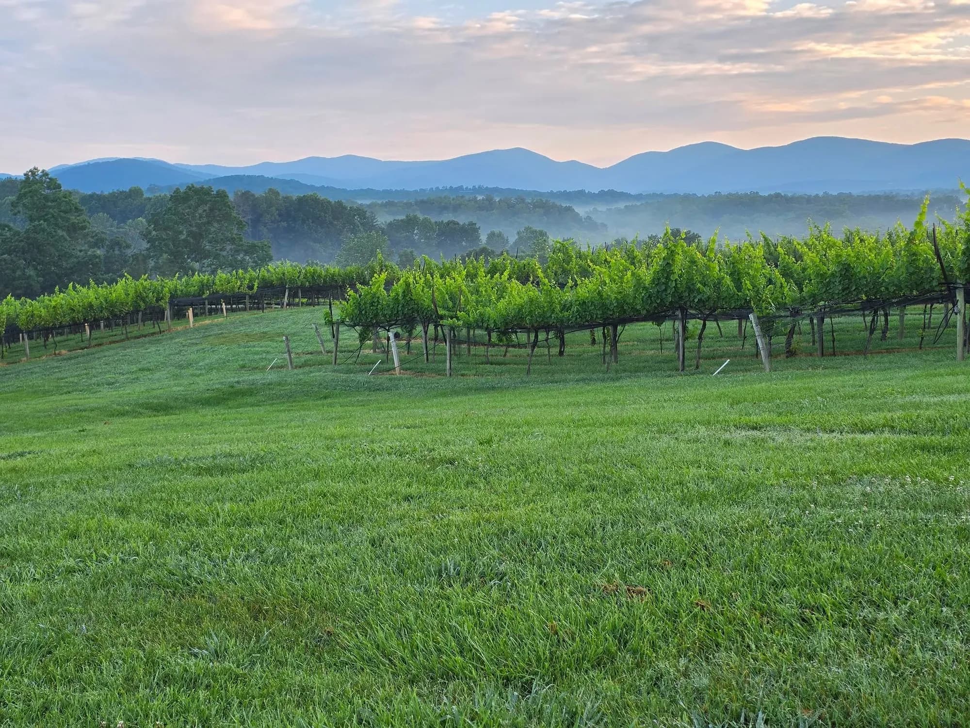 Kaya Vineyard & Winery — winery near Dahlonega Georgia