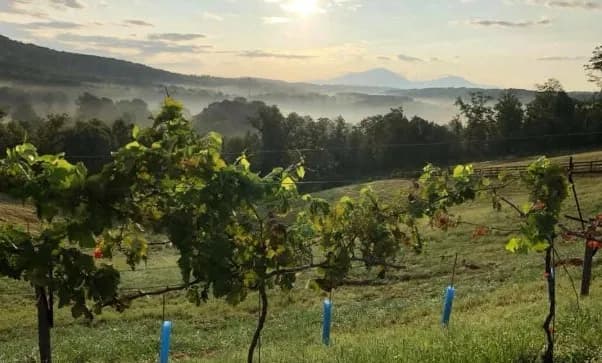 The Cottage Vineyard & Winery — winery near Dahlonega Georgia